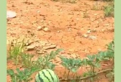 吃的瓜怎么留种子视频,跟着视频学留种