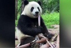 吃瓜熊猫被误伤视频素材,网友热议动物保护与安全
