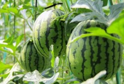 农民摘西瓜吃瓜视频,农民摘瓜吃瓜，共享丰收喜悦