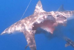 鲨鱼视频吃瓜直播,揭秘娱乐圈幕后故事