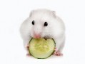 螺纹瓜仓鼠可以吃吗视频,螺纹瓜仓鼠能否享用美味？