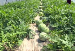 吃瓜事件最新消息新闻视频大全,最新动态视频汇总解析