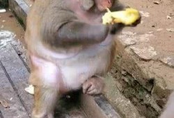 猴子吃生瓜中毒视频,警示生食瓜果风险