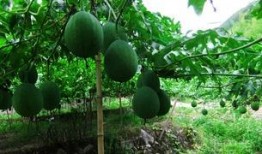 吊瓜是咋吃的啊视频播放