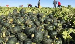 爆款免费吃瓜视频,揭秘爆款视频背后的秘密