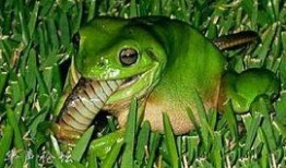 青蛙人吃瓜视频,趣味横生的网络短视频现象