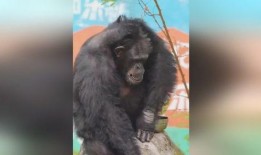 主播吃瓜猩猩是谁啊视频,网络红人的崛起之路