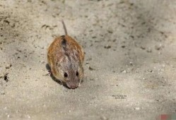 老鼠吃地里瓜视频