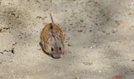 老鼠吃地里瓜视频