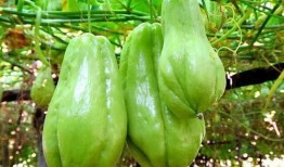 挖佛手瓜根吃会中毒吗视频,警惕中毒隐患