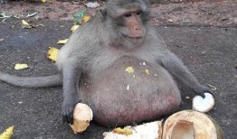 猴子吃生瓜中毒视频,警示生食瓜果风险