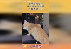 情侣吵架猫咪吃瓜视频,萌态十足引网友热议