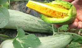 新鲜瓜在哪吃最好呢视频,揭秘最佳瓜类食用时光