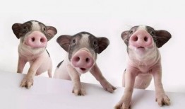 吃瓜主播小胖猪视频,揭秘娱乐圈幕后故事