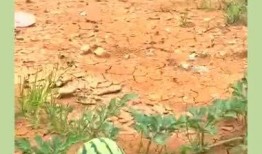 吃的瓜怎么留种子视频,跟着视频学留种