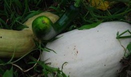 龙岩吃雪瓜视频,雪瓜视频带你领略清凉一夏