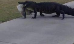 可爱鳄鱼头像吃瓜视频大全,萌态十足！可爱鳄鱼头像吃瓜视频大盘点