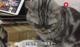小瓜能给猫吃吗视频大全