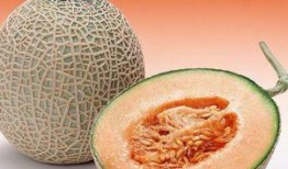 羊羔吃哈密瓜好吗视频,一场别开生面的美食之旅