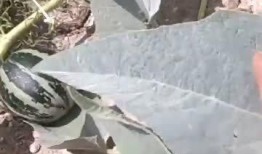 吃瓜科普知识视频,跟随视频一起探索