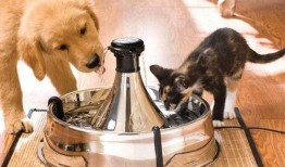 宠物狗可以吃酥瓜吗视频,宠物狗的夏日美味新宠