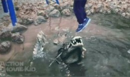 吃瓜鳄鱼的视频,揭秘神秘生物的趣味日常