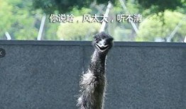 鸵鸟吃佛手瓜吗会死吗视频,生死之谜揭秘