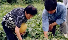 新疆吃瓜事件视频大全,揭秘网络热议背后的真相