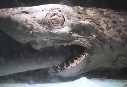 鲨鱼吃鸡小呆瓜视频,小呆瓜的趣味视频大揭秘