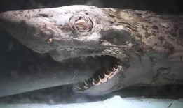 鲨鱼吃鸡小呆瓜视频,小呆瓜的趣味视频大揭秘