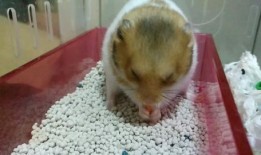 金丝熊可以吃土瓜吗视频,探索宠物新食粮