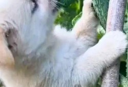 当狗还这么开心吃瓜视频,萌态十足引网友爆笑