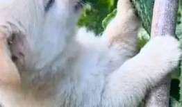 当狗还这么开心吃瓜视频,萌态十足引网友爆笑