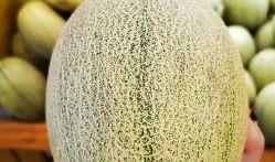 青农蜜瓜怎么吃最好吃视频,视频教你如何吃出最佳口感