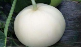 梨瓜是否要削皮吃呢视频,削皮还是直接吃？揭秘食用真相