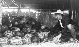 诸暨吃瓜群众事件视频