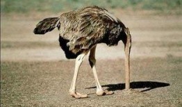 鸵鸟吃佛手瓜吗会死吗视频,生死之谜揭秘