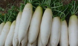 白方瓜怎么吃最好吃视频,视频教你如何吃出最佳口感