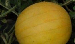 吃药吃瓜了的视频大全集,趣味视频全集盘点