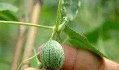 小孩吃拇指瓜视频,小朋友的欢乐食光