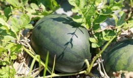 南沙瓜怎么吃最有营养视频,解锁最佳营养吸收秘诀