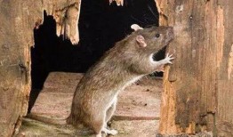 老鼠吃地里瓜视频