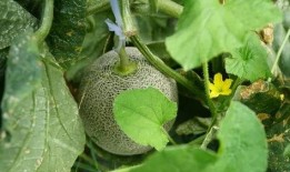 清凉吃瓜视频完整版,清凉吃瓜视频完整版深度解析