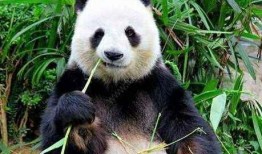 吃瓜熊猫被误伤视频素材,网友热议动物保护与安全