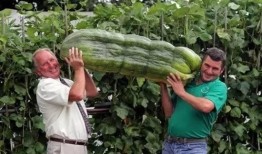 海南人吃瓜撒盐视频大全,吃瓜撒盐，解锁夏日美味新姿势