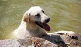 小狗可吃哈密瓜吗视频,宠物饮食安全揭秘