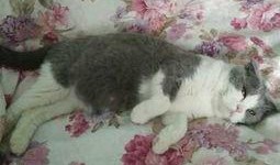 猫咪视频大全吃瓜,吃瓜群众的最爱，萌宠美食大揭秘