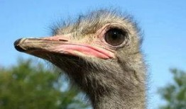 鸵鸟吃佛手瓜吗会死吗视频,生死之谜揭秘