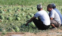 晚上野地里吃瓜视频,一场别开生面的野餐体验