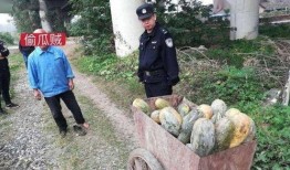 桑植县吃瓜事件真相视频,真相视频曝光背后的真相